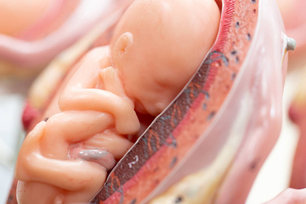 Modelo embrionario, feto para la educación en el aula. - Foto, imagen