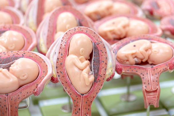 Embryo μοντέλο, έμβρυο για την εκπαίδευση στην τάξη. - Φωτογραφία, εικόνα