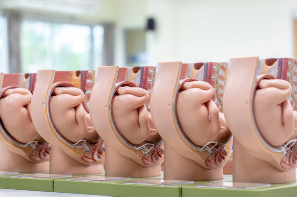 Embryo model, fetus for classroom education. - Photo, Image