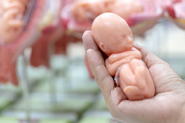 Modèle embryonnaire, foetus pour l'éducation en classe. - Photo, image