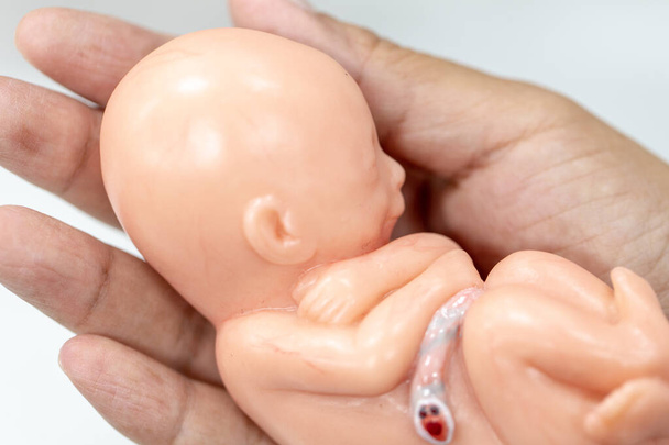 Embrió modell, magzat az osztálytermi oktatáshoz. - Fotó, kép