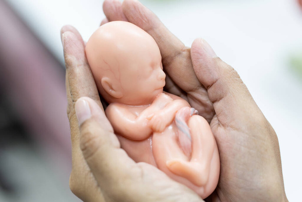 Modèle embryonnaire, foetus pour l'éducation en classe. - Photo, image