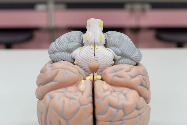 Modelo cerebral para la educación en laboratorio. - Foto, imagen