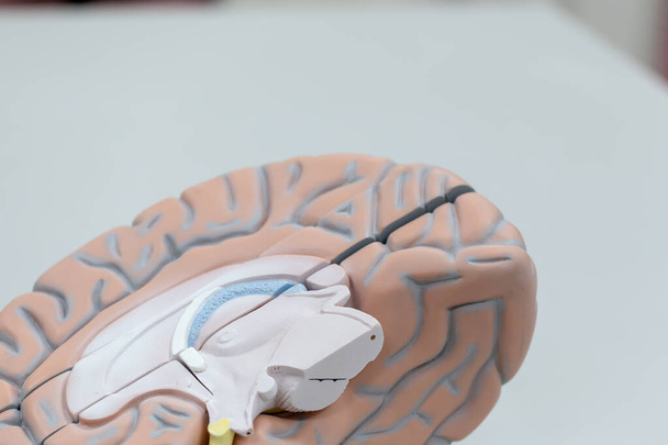 Modelo cerebral para la educación en laboratorio. - Foto, Imagen