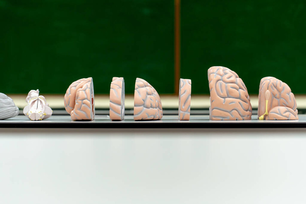 Modello di cervello per l'educazione in laboratorio. - Foto, immagini