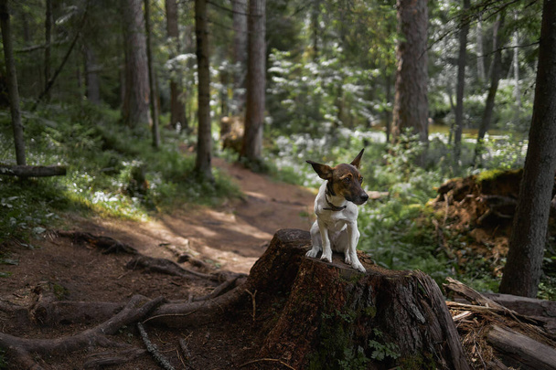 Hond zit alleen in een bos, en wacht op de eigenaar - Foto, afbeelding