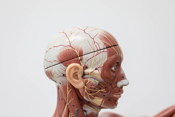 Μελέτη της εξωτερικής και εσωτερικής δομής του ανθρώπινου μοντέλου στο εργαστήριο. - Φωτογραφία, εικόνα