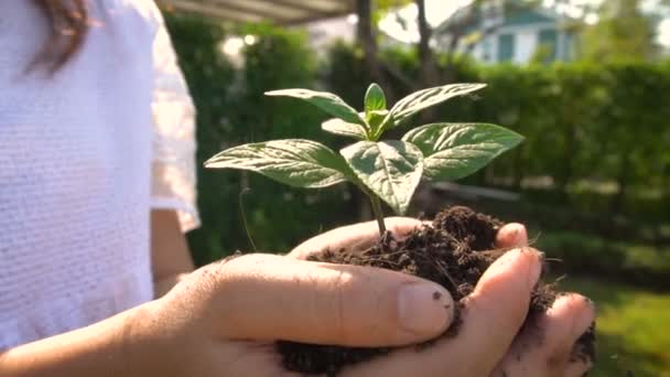 Vrouw die plant boom spruit in slow motion. - Video