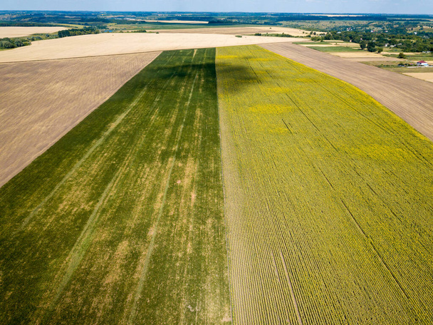 Groene velden van maïs en zonnebloemen in Oekraïne. Luchtdrone zicht. - Foto, afbeelding