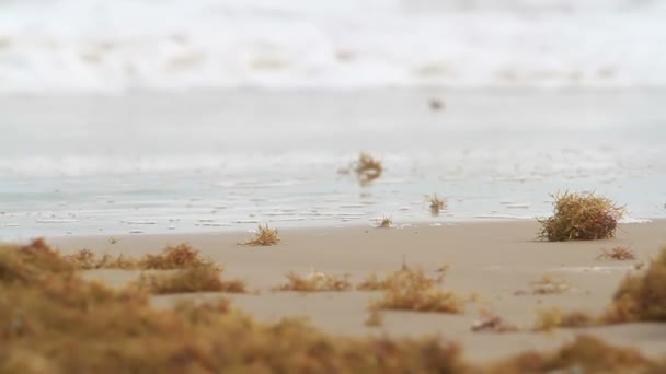 пляж
 - Кадри, відео