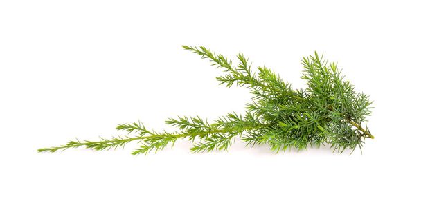 Juniper twig isolated on white background. Ornamental plants for landscape design - Photo, Image