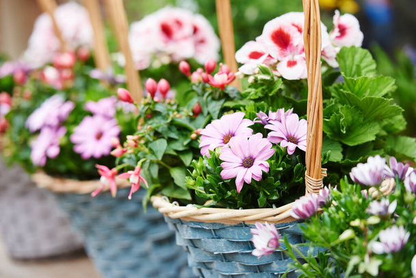 basket with blowing spring flowers outdoors. exterior decoration - Foto, Imagem
