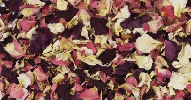 Panorama of a heap of dried rose petals. Floral background. - Πλάνα, βίντεο
