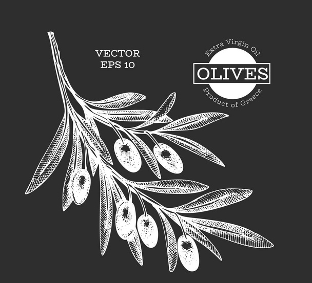 Olive branch illustration. Hand drawn vector food illustration on chalk board. Engraved style mediterranean plant. Retro botanical picture. - ベクター画像