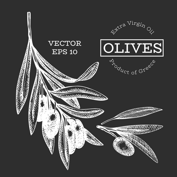 Olive branch illustration. Hand drawn vector food illustration on chalk board. Engraved style mediterranean plant. Retro botanical picture. - Vector, Image
