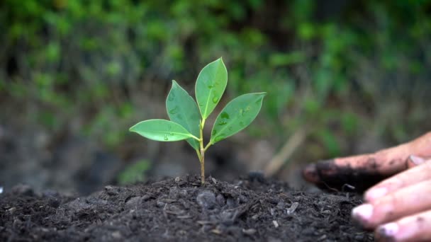 Mensen handen zorgen voor jonge plant boom spruit. - Video