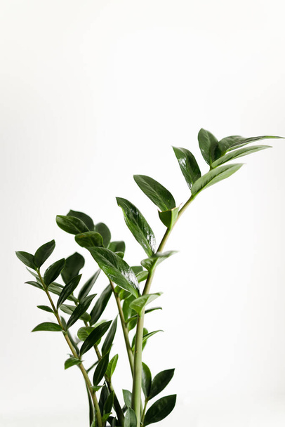 Zamiocculcas plant on white background - Foto, afbeelding