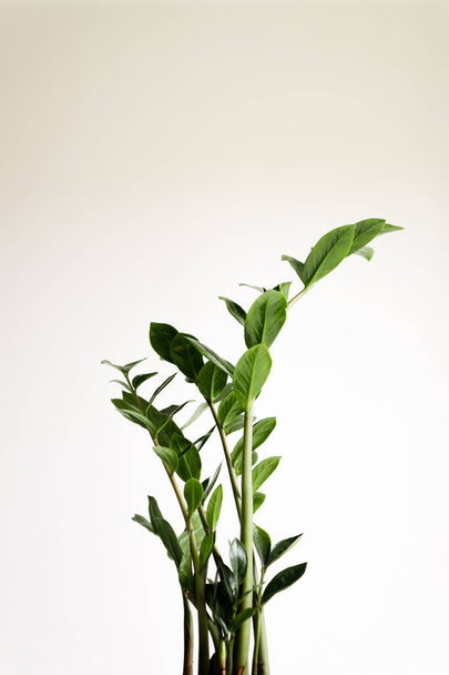 Planta Zamiocculcas sobre fundo branco
 - Foto, Imagem