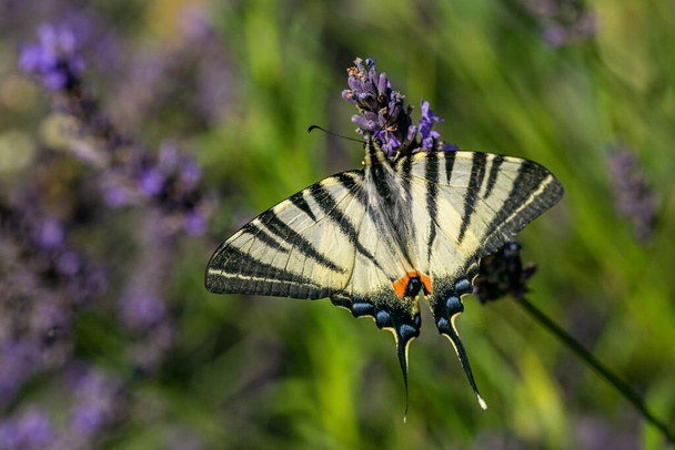 Grote gele schaarse zwaluwstaart vlinder met zwarte strepen en zijn vleugels uitgespreid zittend op lavendel bloem zuigen op nectar op een zonnige zomerdag in een tuin. wazig groen en blauwe achtergrond. - Foto, afbeelding