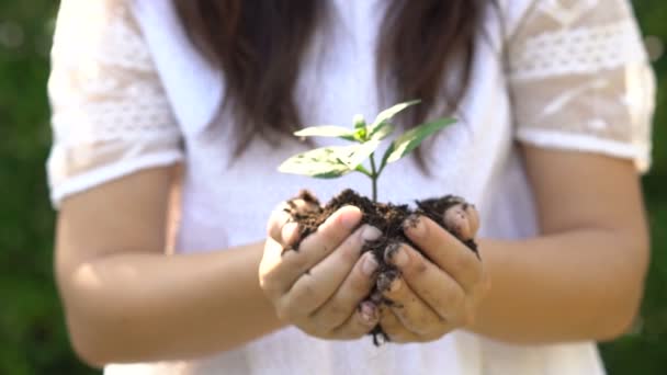 Nő gazdaság növény hajtás és mozog felé kamera - Felvétel, videó