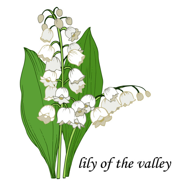 ilustración vectorial, aislar sobre un fondo blanco, Ramo de lirio del valle en color, lirios del lirio del valle - Vector, imagen