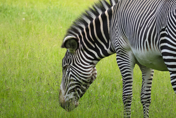 The striped black and white zebra is eating green grass. Safari. - Φωτογραφία, εικόνα