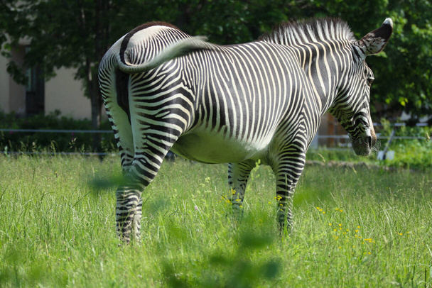 The striped black and white zebra is eating green grass. Safari. - Foto, afbeelding