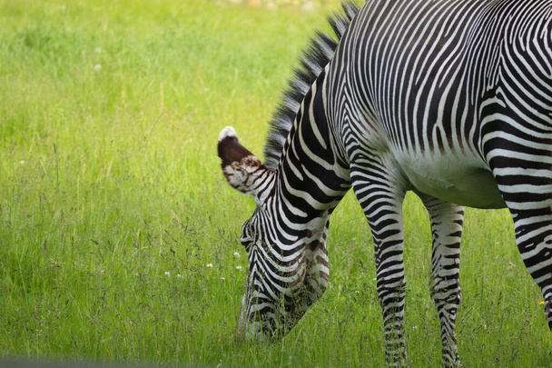 The striped black and white zebra is eating green grass. Safari. - Фото, изображение