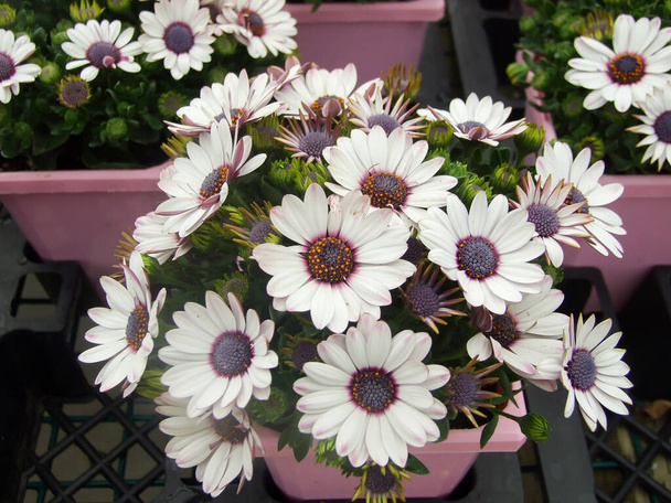 Ανοιχτό πορφυρό οστεόσπερμο ή dimorphotheca λουλούδια στο παρτέρι, μοβ λουλούδια - Φωτογραφία, εικόνα