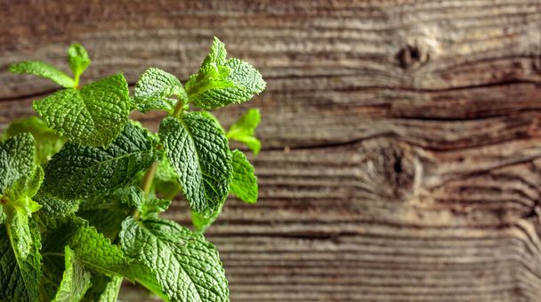Growing mint. Old wooden background. Selective focus. Copy space. - Photo, Image