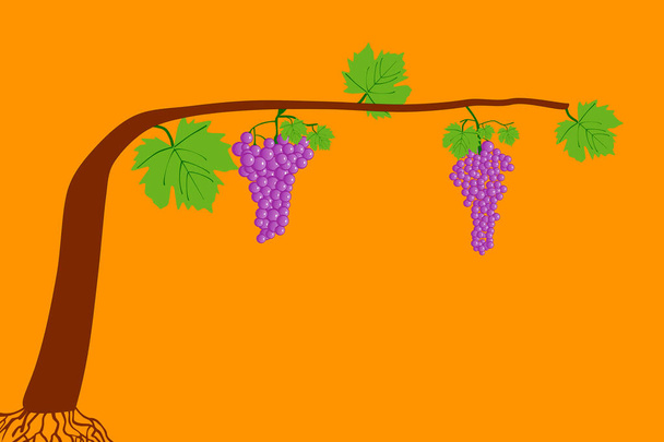 illustrazione di una vite con grappoli d'uva - Vettoriali, immagini