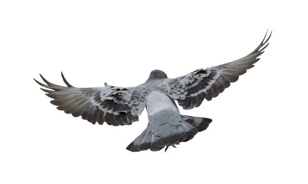 Pigeon in flight isolated on white background - 写真・画像