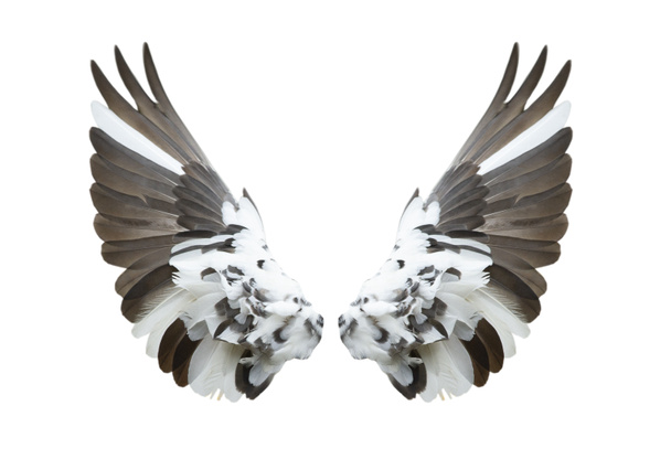 ailes d'oiseau isolées sur fond blanc - Photo, image