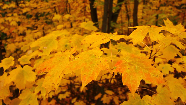 żółty autumn klonowe listowie - Materiał filmowy, wideo