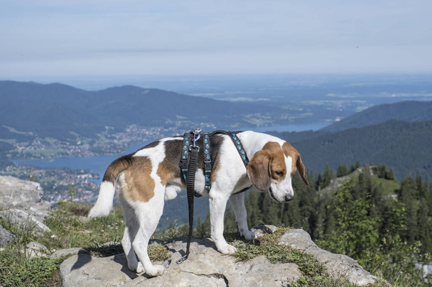 Beagle on the Bodenschneid summit in the Mangfall Mountains enjoys the view of Lake Tegernsee - Фото, зображення