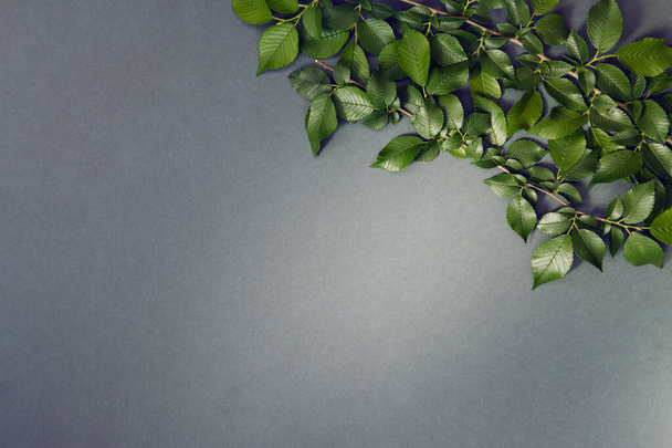 Composizione astratta con foglie verdi. Layout creativo della natura. Piatto. Copia spazio - Foto, immagini