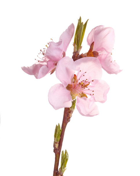 Розовые цветы нектарина против белого
 - Фото, изображение