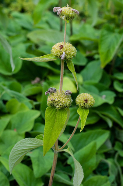 Green seed heads at the stem of phlomis russeliana in a flowerbed - Фото, изображение