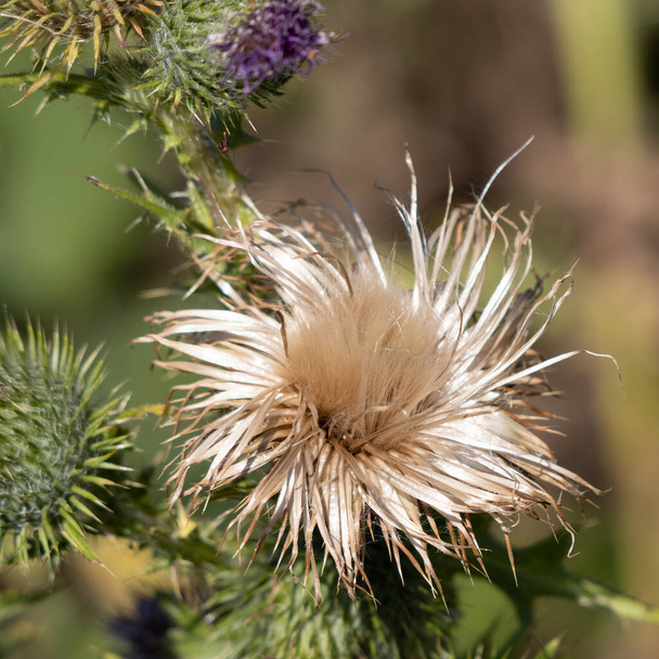 Marsh Thistle (Cirsium palustre) going to seed in summertime - Photo, Image