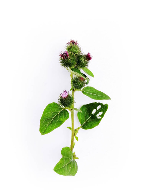 Pink flowers of burdock, arctium lappa, on white canvas background. Top view, close-up - Photo, Image