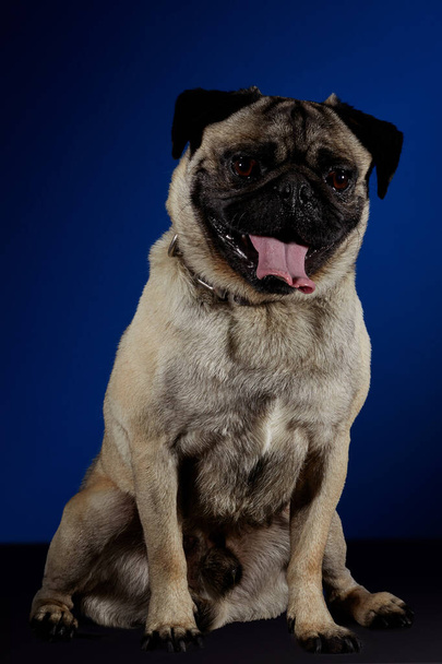 Pug dog posing for photo shoot on a gray table and blue with black background. - Фото, изображение