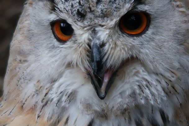 Siperian pöllö silmät Espanja - Valokuva, kuva