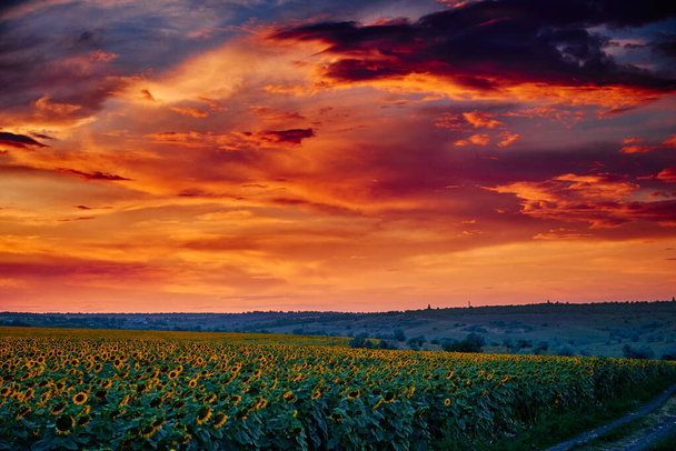 соняшникове поле в красивому заході сонця, сонячне світло і хмари
 - Фото, зображення