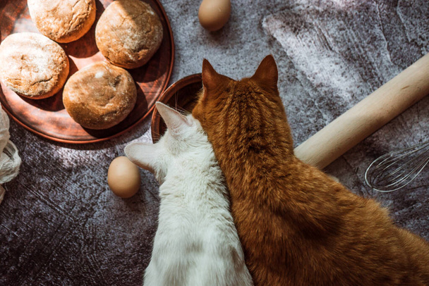 Beyaz ve kızıl kediler yemeğin hazırlandığı masadaki kaseden yerler. - Fotoğraf, Görsel