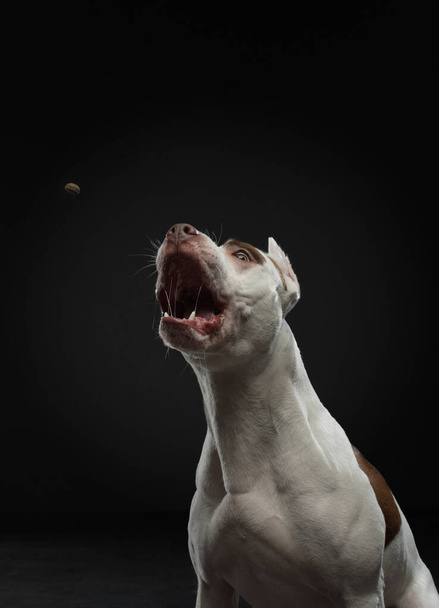 portrait of a dog on a dark background. American pit bull terrier. Beautiful pet on black - Photo, Image