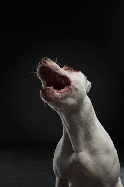 portrait of a dog on a dark background. American pit bull terrier. Beautiful pet on black - Zdjęcie, obraz