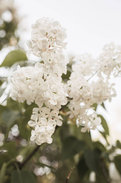 Blooming white lilac flowers bush. Natural summer floral composition - Valokuva, kuva