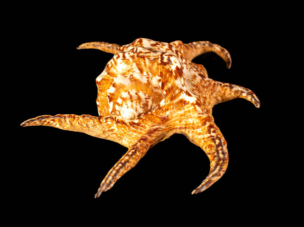 Sea shell isolated on a black background. Lambis is a genus of large sea snails sometimes known as spider conchs, marine gastropod mollusks in the family Strombidae - Photo, Image