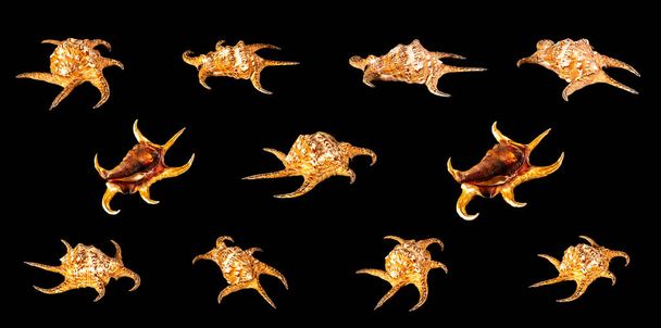 Set Muschel isoliert auf schwarzem Hintergrund. Lambis ist eine Gattung großer Meeresschnecken, die manchmal als Spinnenmuscheln bezeichnet werden, Meeresschnecken-Weichtiere aus der Familie der Strombidae.. - Foto, Bild