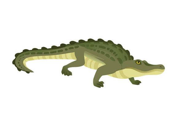 Vihreä krokotiili merkki iso lihansyöjä matelija sarjakuva eläinten suunnittelu tasainen vektori kuva eristetty valkoisella pohjalla. - Vektori, kuva